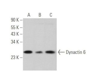 Dynactin 6 Antibody (G-10) - Western Blotting - Image 349084Each CRISPR/Cas9 Knockout (KO) Plasmid product consists of a pool of 3 plasmids designed to ensure identification and cleavage of a specific gene for maximum knockout efficiency. Each plasmid encodes a unique 20 nt sequence derived from the GeCKO (v2) library.