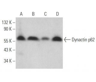 Dynactin p62 Antibody (H-4) - Western Blotting - Image 362950 