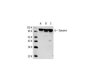 western blotting image from recommended Dynamin (E-11) monoclonal antibody replacement. Image 4056