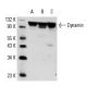 western blotting image from recommended Dynamin (E-11) monoclonal antibody replacement. Image 4056
