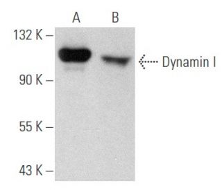 Dynamin I Antibody (3G4B6) - Western Blotting - Image 356594 