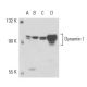 Dynamin I Antibody (4E67) - Western Blotting - Image 17639 