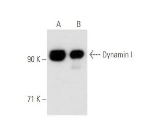 western blotting image from recommended Dynamin I (D5) monoclonal antibody replacement. Image 58017