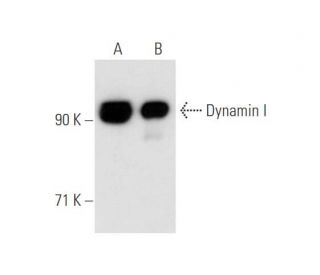 Dynamin I Antibody (D5) - Western Blotting - Image 58017 