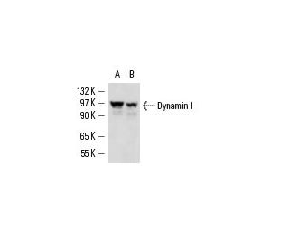 Dynamin I Antibody (3G4B6) - Western Blotting - Image 13604 