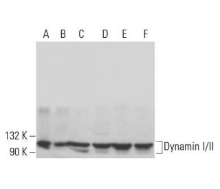 Dynamin I/II Antibody (E-4) - Western Blotting - Image 380877 