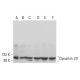 Dynamin I/II Antibody (E-4) - Western Blotting - Image 380877 