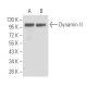 Dynamin II Antibody (5E4C2F3) - Western Blotting - Image 137431