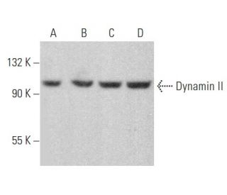 Dynamin II Antibody (B-2) - Western Blotting - Image 354557 