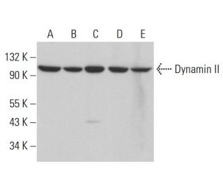 Dynamin II Antibody (B-4) - Western Blotting - Image 380894 
