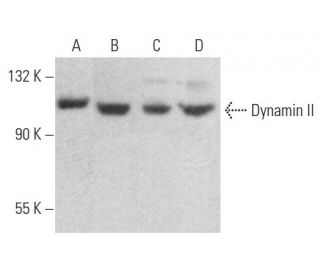western blotting image from recommended Dynamin II (G-4) monoclonal antibody replacement. Image 354554