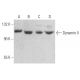 western blotting image from recommended Dynamin II (G-4) monoclonal antibody replacement. Image 354554