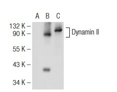 dynamin-ii-antibody-g-4-