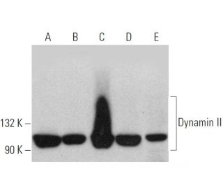 Nappyiページ dynamin-ii-antibody-g-4-