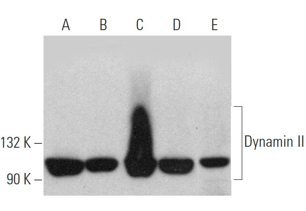 贅沢品 Dynamin Biotechnology Cruz Santa - SCBT | (G-4) Antibody II ラケット(軟式用)