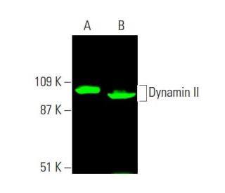 Nappyiページ dynamin-ii-antibody-g-4-