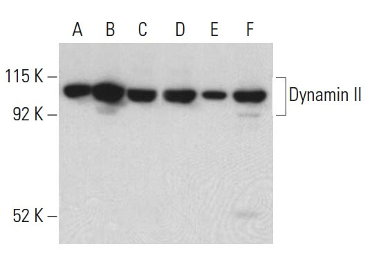 Nappyiページ dynamin-ii-antibody-g-4-