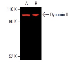専用ページ dynamin-ii-antibody-g-4-