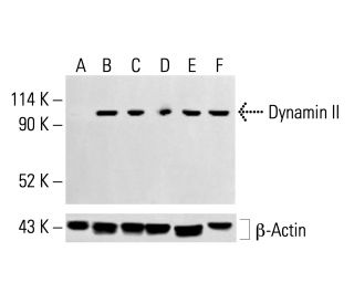 Dynamin II Antibody (B-4) - Western Blotting - Image 413696