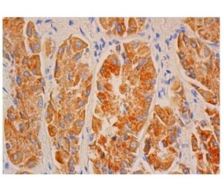 DYNC2LI1 Antibody (E-5) - Immunohistochemistry - Image 344635 