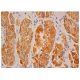 DYNC2LI1 Antibody (E-5) - Immunohistochemistry - Image 344635 