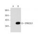 DYNC2LI1 Antibody (E-5) - Western Blotting - Image 157665
