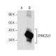 DYNC2LI1 Antibody (H-4) - Western Blotting - Image 157663