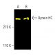 Dynein HC Antibody (C-5) - Western Blotting - Image 402204