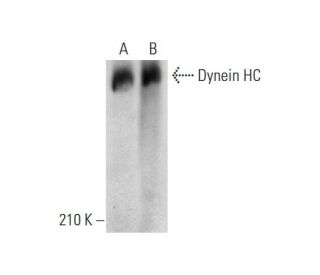 western blotting image from recommended Dynein HC (C-5) monoclonal antibody replacement. Image 323844