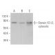 Dynein IC1/2, cytosolic Antibody (C-2) - Western Blotting - Image 363414