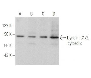 Dynein IC1/2, cytosolic Antibody (C-2) - Western Blotting - Image 375936 