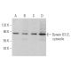 Dynein IC1/2, cytosolic Antibody (C-2) - Western Blotting - Image 375936 