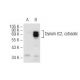 Dynein IC1/2, cytosolic Antibody (E-9) - Western Blotting - Image 68234