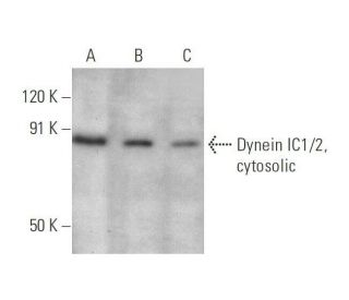 Dynein IC1/2, cytosolic Antibody (E-9) - Western Blotting - Image 350855 