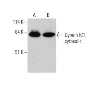 Dynein IC1, cytosolic Antibody (G-1) - Western Blotting - Image 351858 