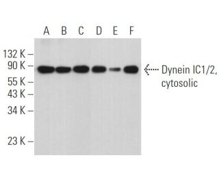 Dynein IC1/2, cytosolic Antibody (2Q46) - Western Blotting - Image 363438