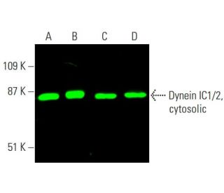 Dynein IC1/2, cytosolic Antibody (74-1) - Western Blotting - Image 381627