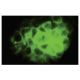Dynein IC2, axonemal Antibody (X-7) - Immunofluorescence - Image 35736 