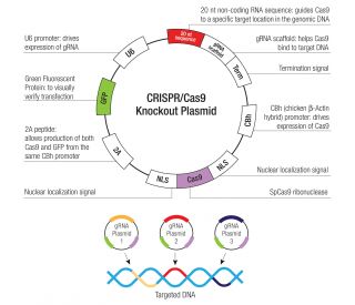 Dynein IC2, cytosolic CRISPR Plasmids (h) - Each KO Plasmid product consists of a pool of 3 plasmids designed to ensure identification and cleavage of a specific gene for maximum knockout efficiency 