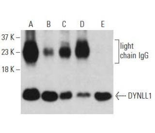 western blotting image from recommended DYNLL1 (4) monoclonal antibody replacement. Image 396117