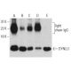 western blotting image from recommended DYNLL1 (4) monoclonal antibody replacement. Image 396117