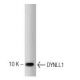 DYNLL1 Antibody (4) - Western Blotting - Image 127470