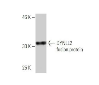 DYNLL2 Antibody (1G7) - Western Blotting - Image 350337