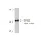 DYNLL2 Antibody (1G7) - Western Blotting - Image 350337