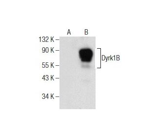 Dyrk1B Antibody (B-9) - Western Blotting - Image 281833