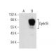 Dyrk1B Antibody (B-9) - Western Blotting - Image 281833