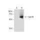 Dyrk1B Antibody (H-6) - Western Blotting - Image 288290 