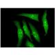 Dyrk2 Antibody (6E2) - Immunofluorescence - Image 351758 