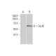 Dyrk2 Antibody (6E2) - Western Blotting - Image 352166 