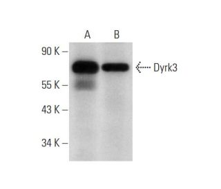 Dyrk3 Antibody (H-11) - Western Blotting - Image 311954 